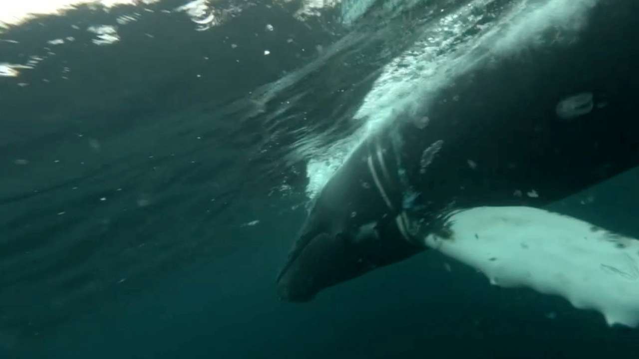 A view shows a humpback whale entangled in a fishing net in the waters of the Barents Sea