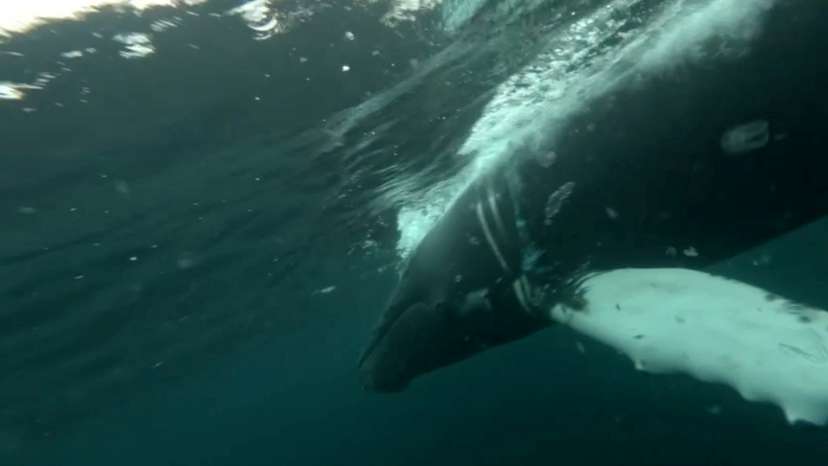 A view shows a humpback whale entangled in a fishing net in the waters of the Barents Sea
