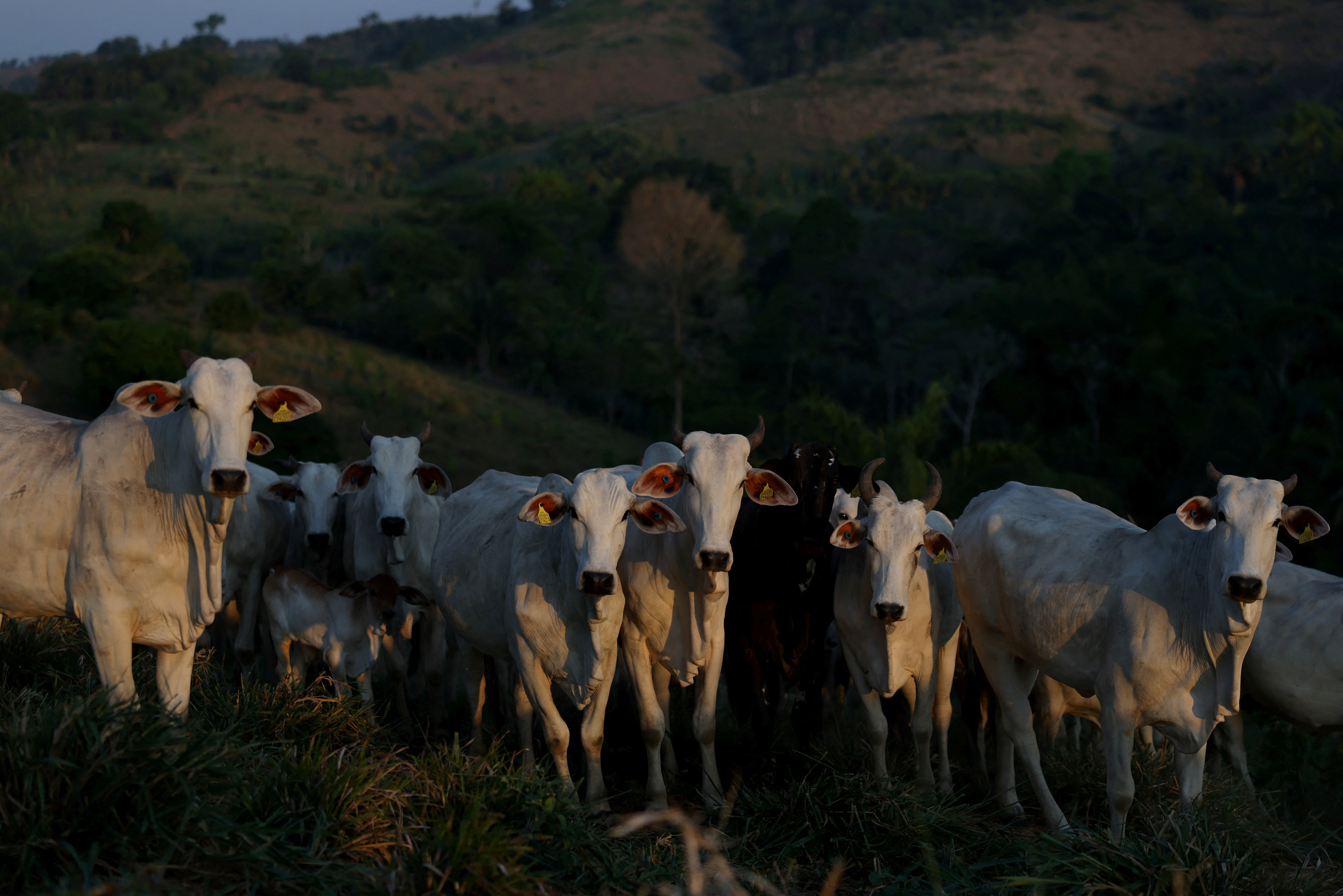 Cattle stand in a farm in Novo Repartimento