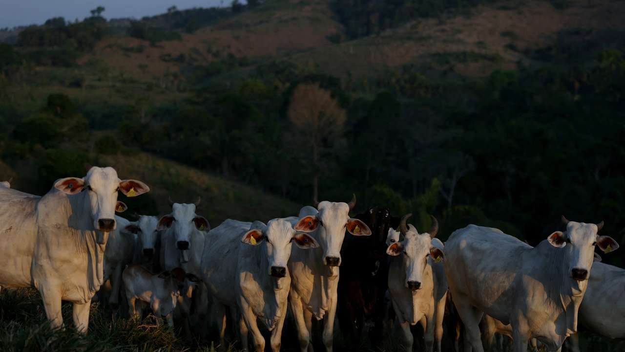 Cattle stand in a farm in Novo Repartimento