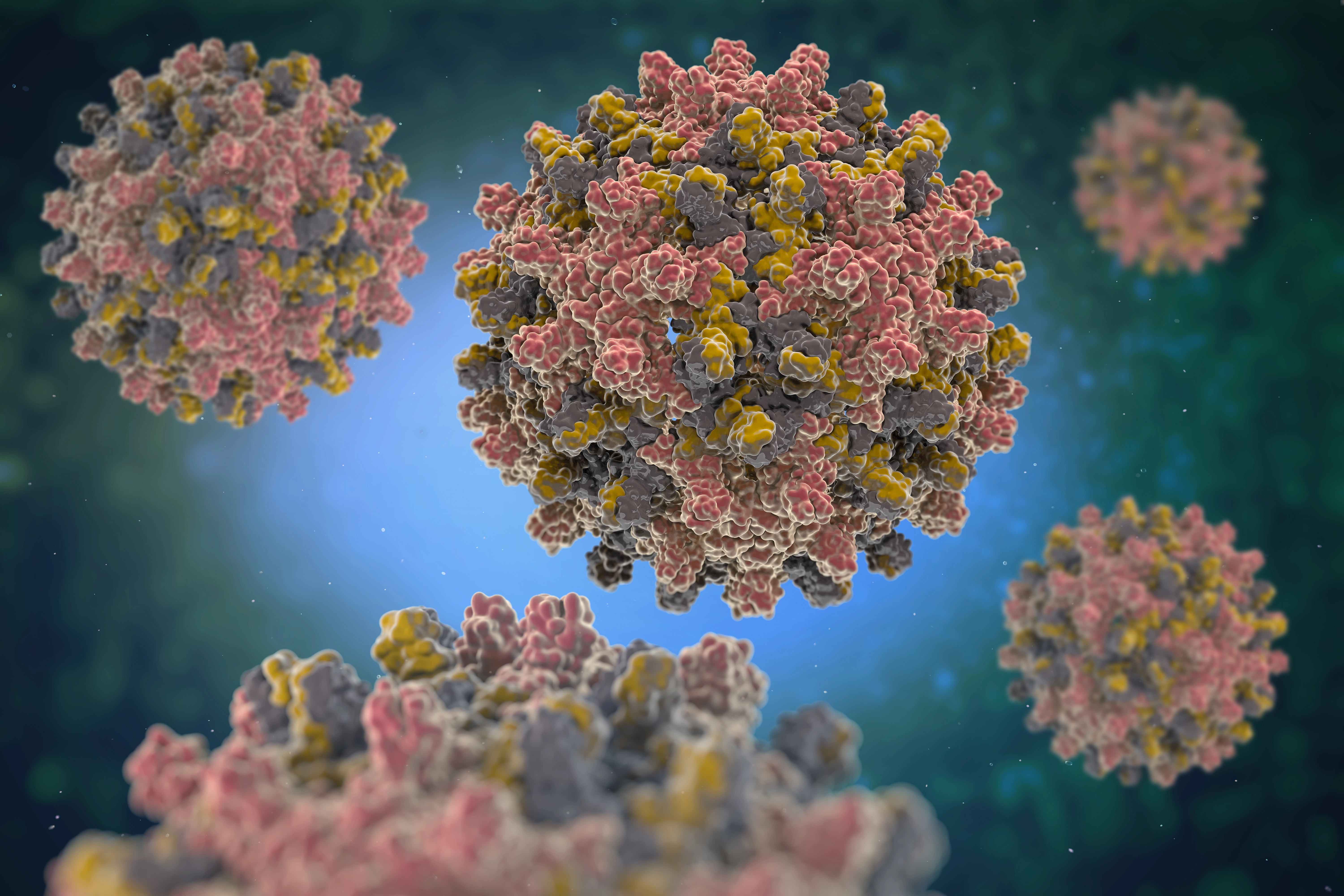 Vírus da hepatite B, doença que pode provocar cirrose e câncer de fígado.