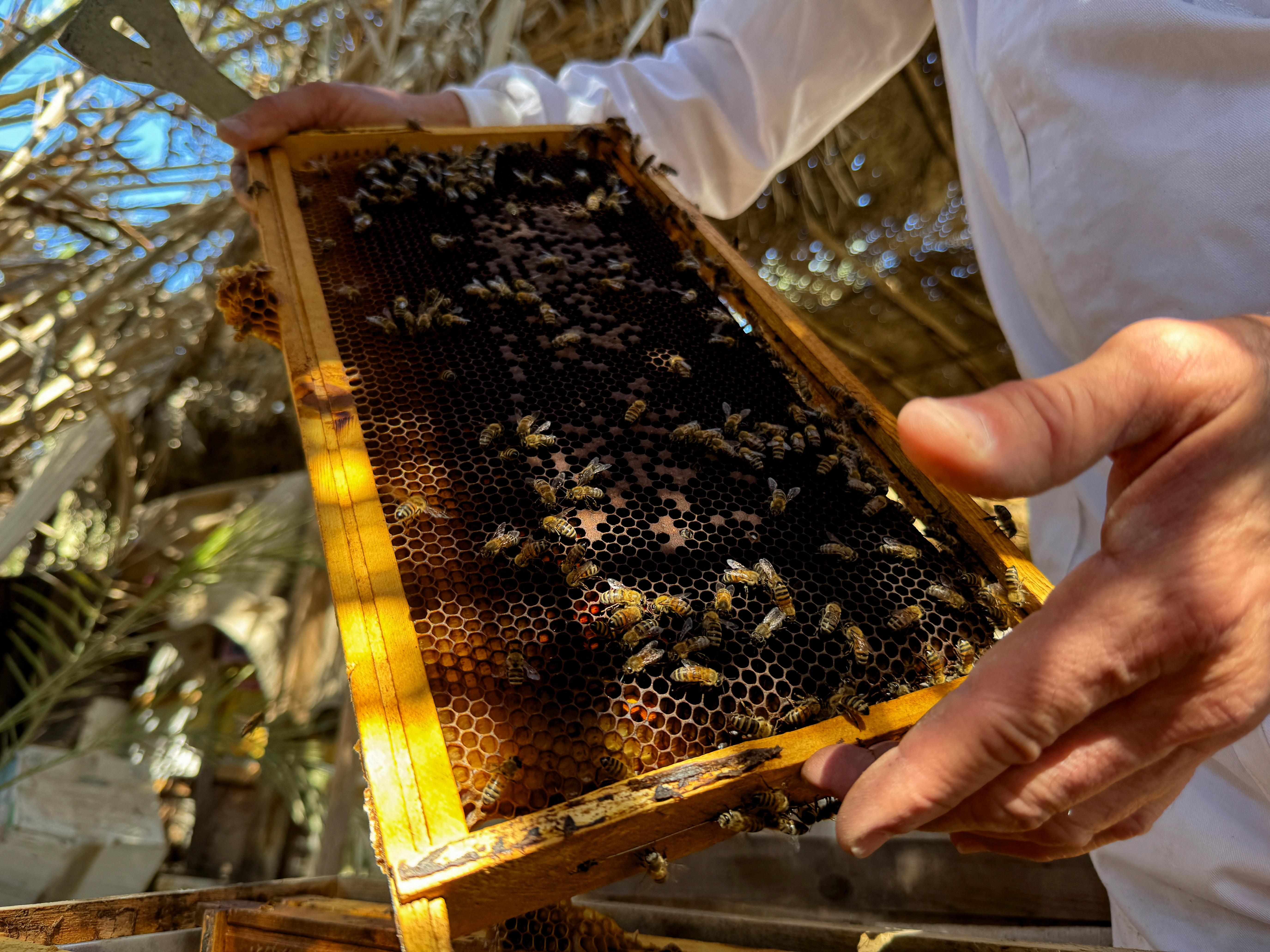Iraq's beekeepers struggle as water crisis threatens honey production