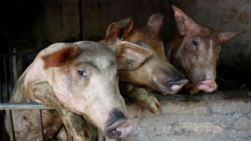 Pigs are seen at a farm outside Hanoi