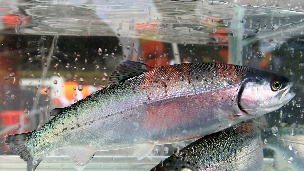 A close-up view of a tank containing salmon is seen at a salmon hatchery in Puerto Montt, Chile