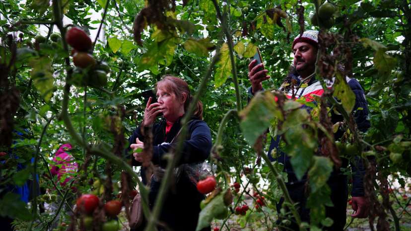 Foreign volunteers replace workers who fled Israeli farms during deadly Hamas October 7 attack