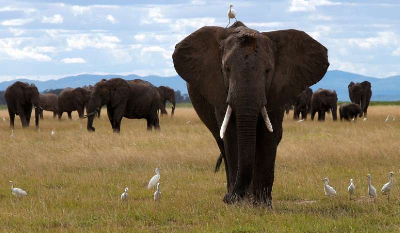 FILE PHOTO: A bird perches on an elephant as it walks at the Amboseli National Park in Kajiado County