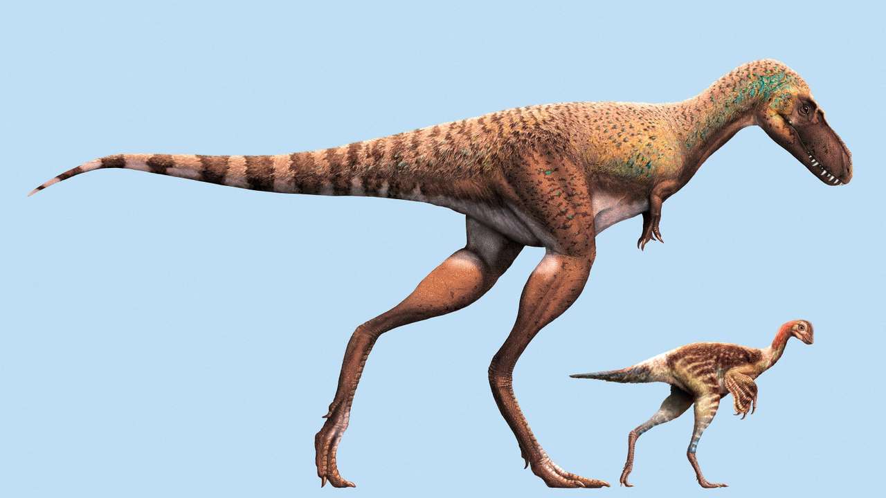 A juvenile Gorgosaurus and a Citipes are seen in this illustration