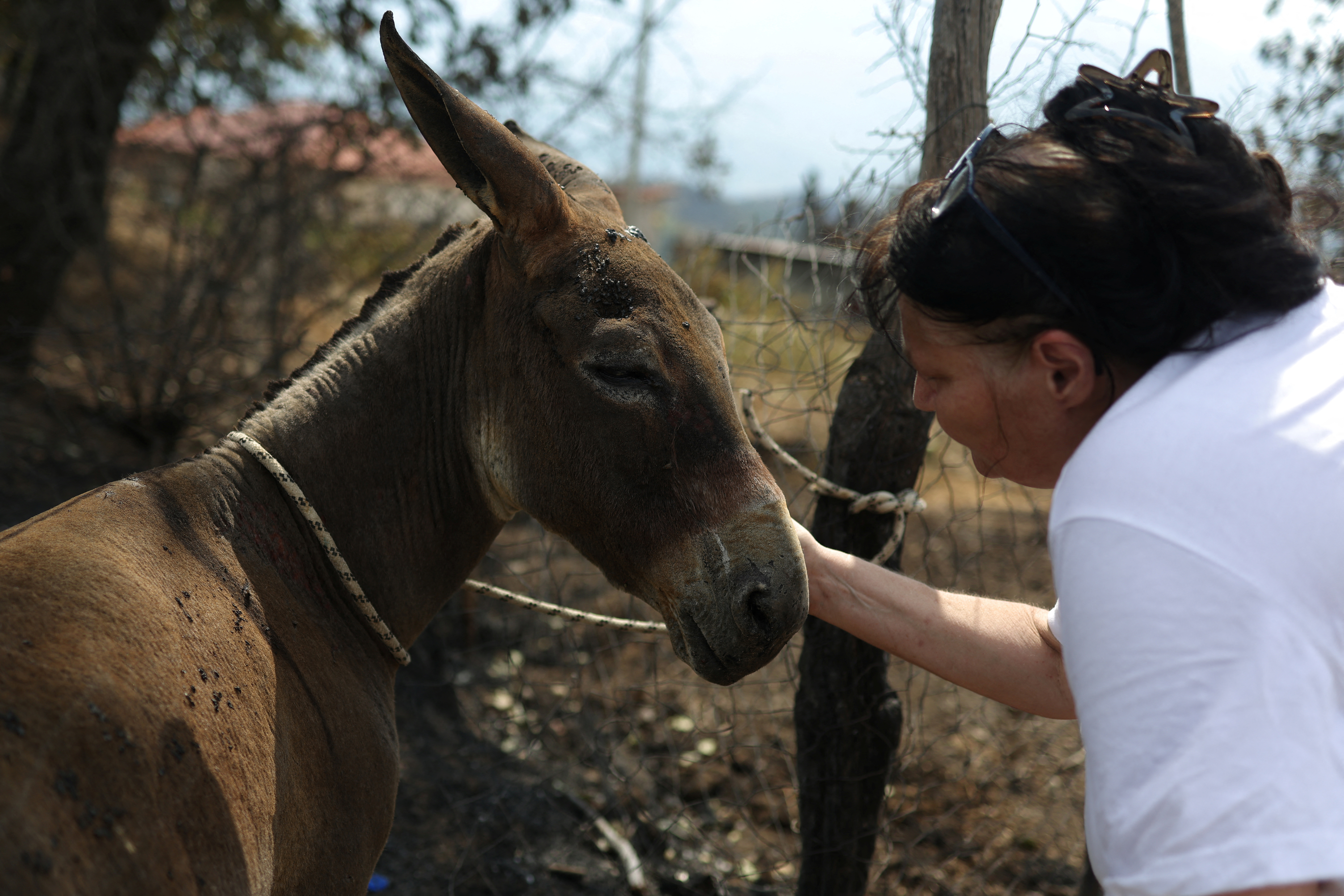 Maria Cristina Medina, a Swiss national who runs an animal shelter, pets a burned donkey in Skenderbegas