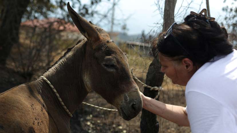 Maria Cristina Medina, a Swiss national who runs an animal shelter, pets a burned donkey in Skenderbegas