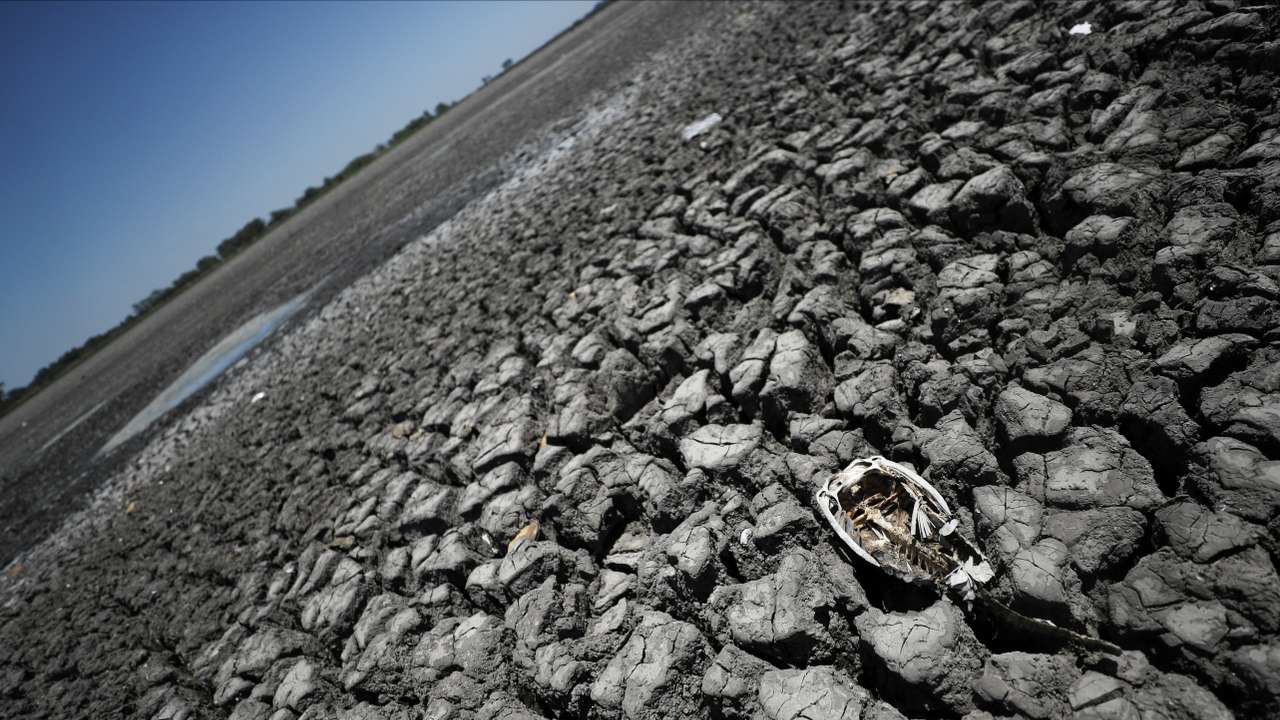 Arid wheat fields and dead cows: a snapshot of Argentina's worst drought in decades