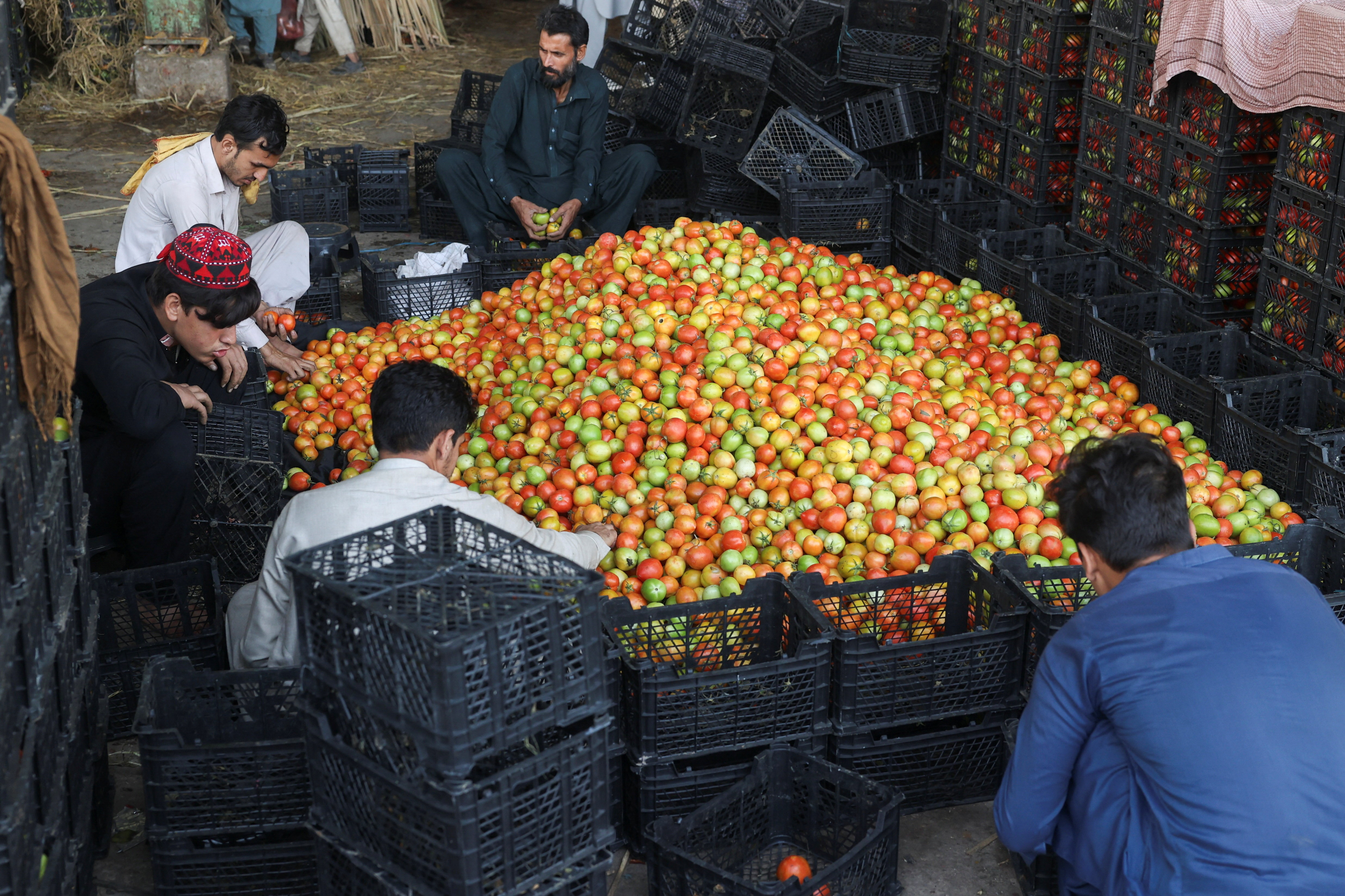 Men sort tomatoes at a wholesale vegetable market, as prices of various vegetables and fruits rose after Pakistan closed border crossings with Afghanistan, in Peshawar