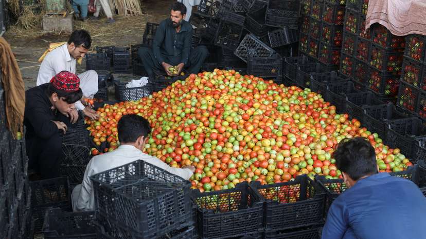 Men sort tomatoes at a wholesale vegetable market, as prices of various vegetables and fruits rose after Pakistan closed border crossings with Afghanistan, in Peshawar