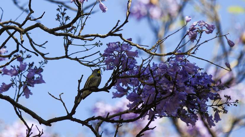 Early jacaranda bloom sparks debate about climate change in Mexico