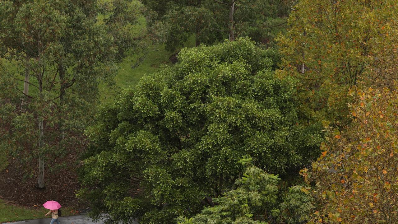 A person holding an umbrella walks through a park on a rainy day in Sydney