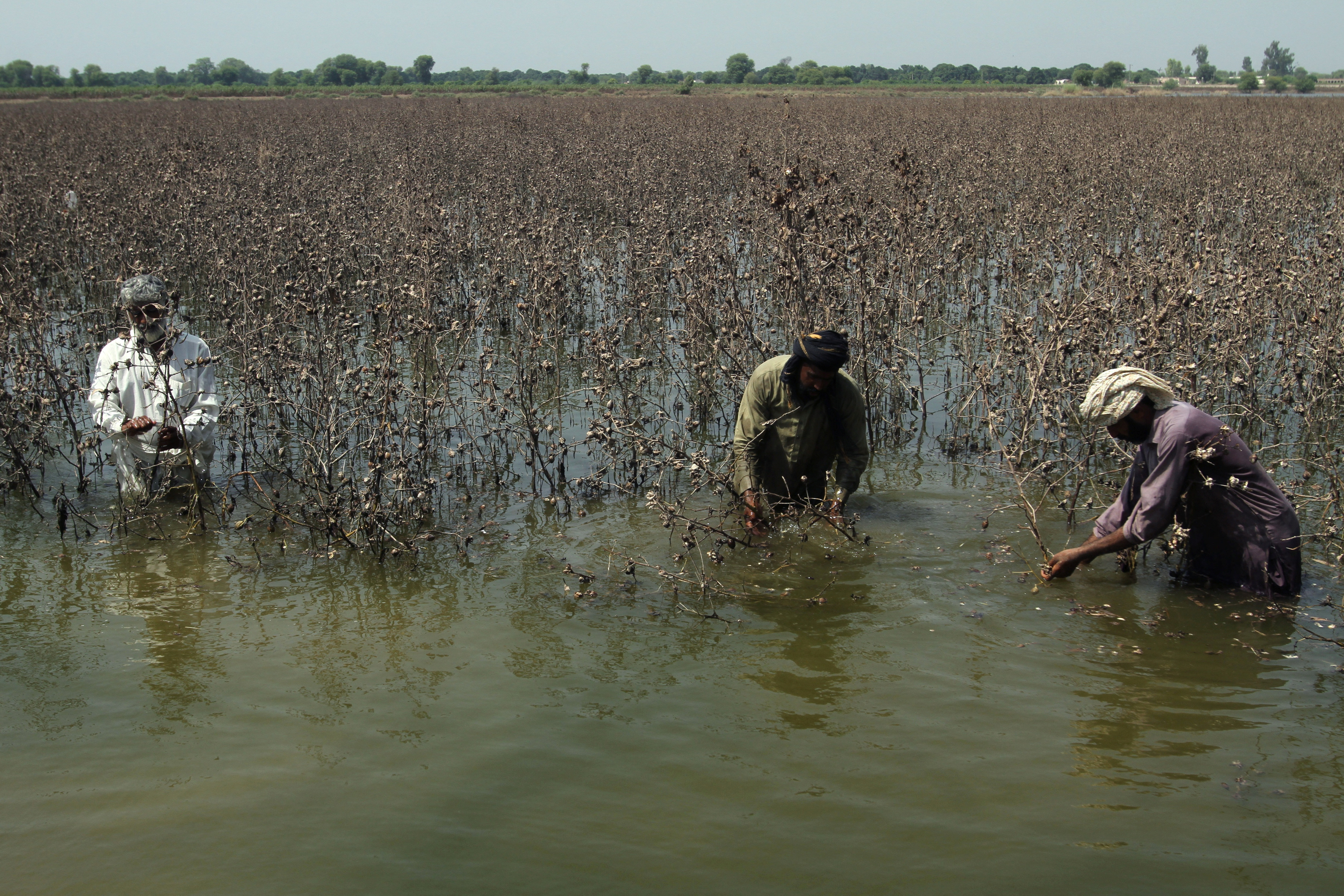 Farmers inspect damaged cotton crop, following monsoon rains and flooding, in Kabirwala