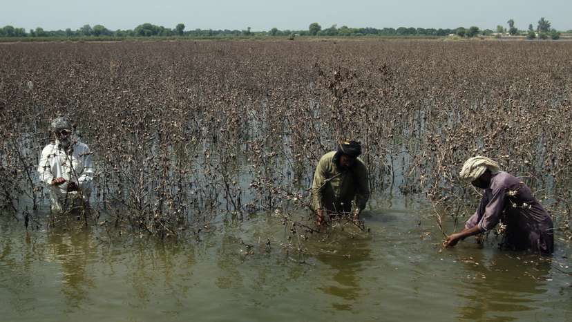 Farmers inspect damaged cotton crop, following monsoon rains and flooding, in Kabirwala