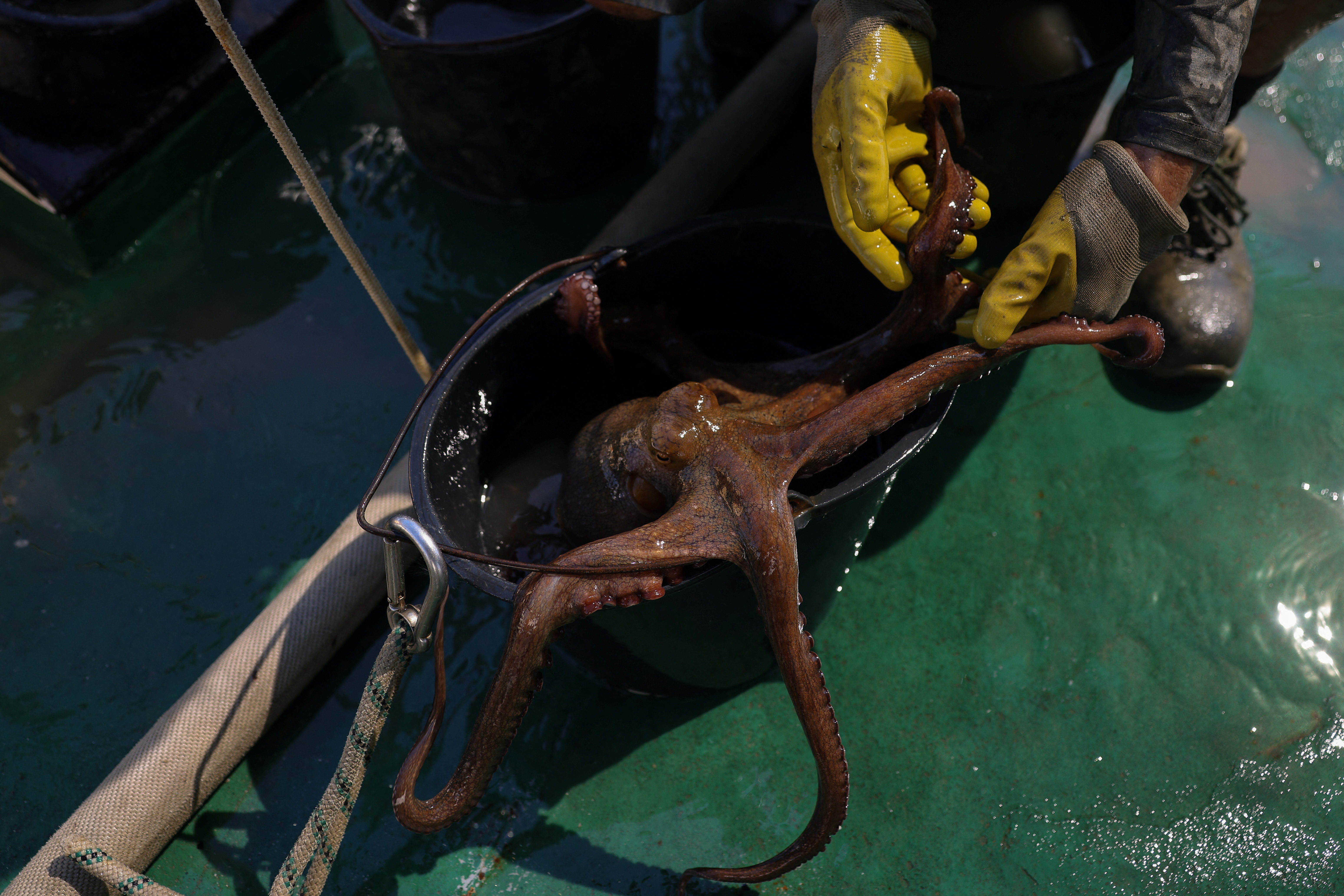 Thousands of illegal octopus traps removed from seabed in northern Greece
