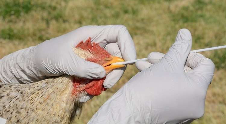 Bird-flu