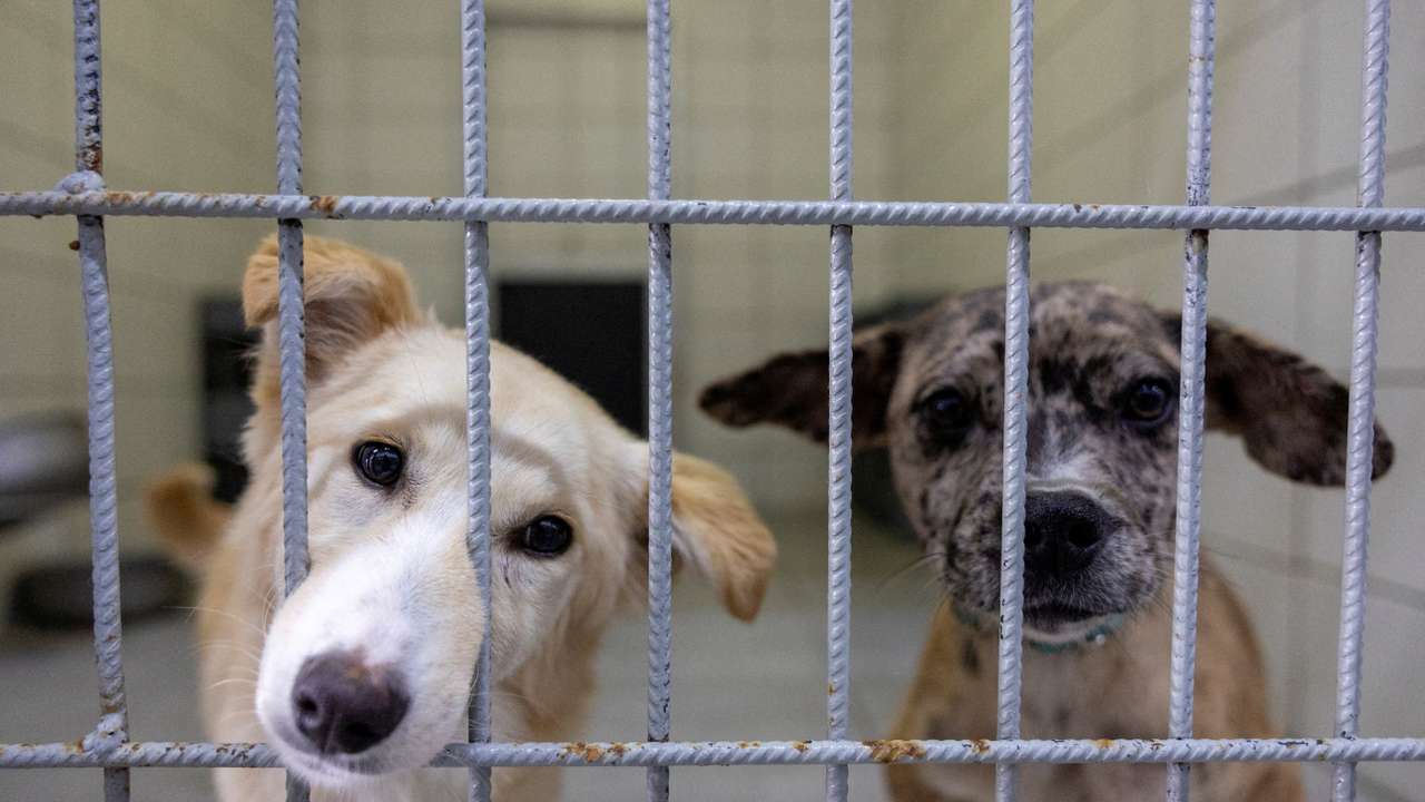 FILE PHOTO: Stray dogs look out from behind bars as they are under treatment at Istanbul municipality's animal rehabilitation centre in Istanbul