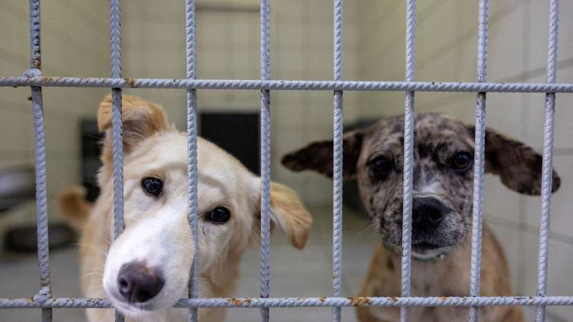 FILE PHOTO: Stray dogs look out from behind bars as they are under treatment at Istanbul municipality's animal rehabilitation centre in Istanbul