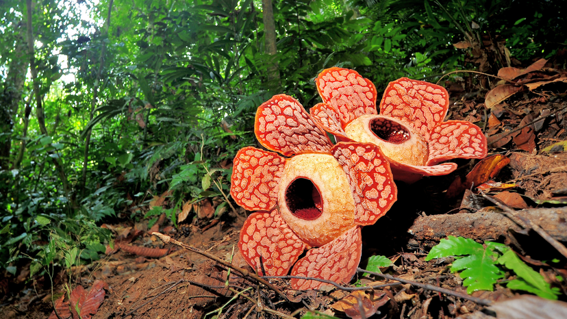 Rafflesia plant