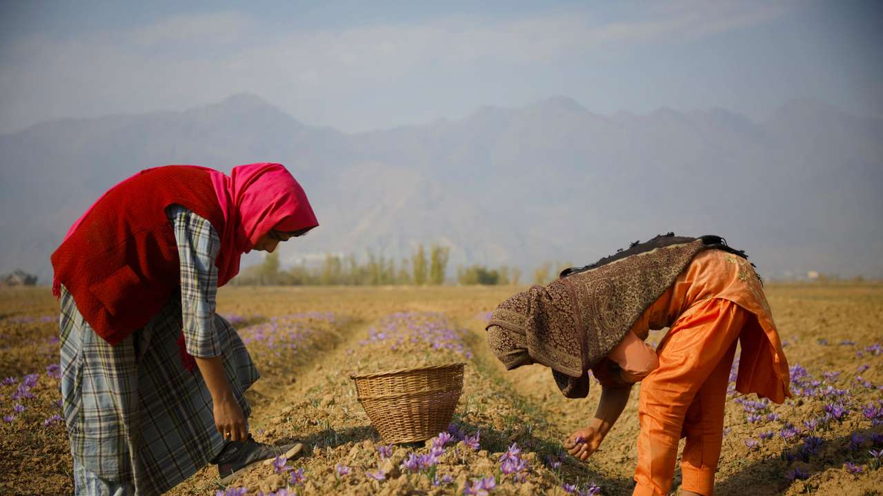 People collect saffron flowers at a field in Kashmir's Pampore town
