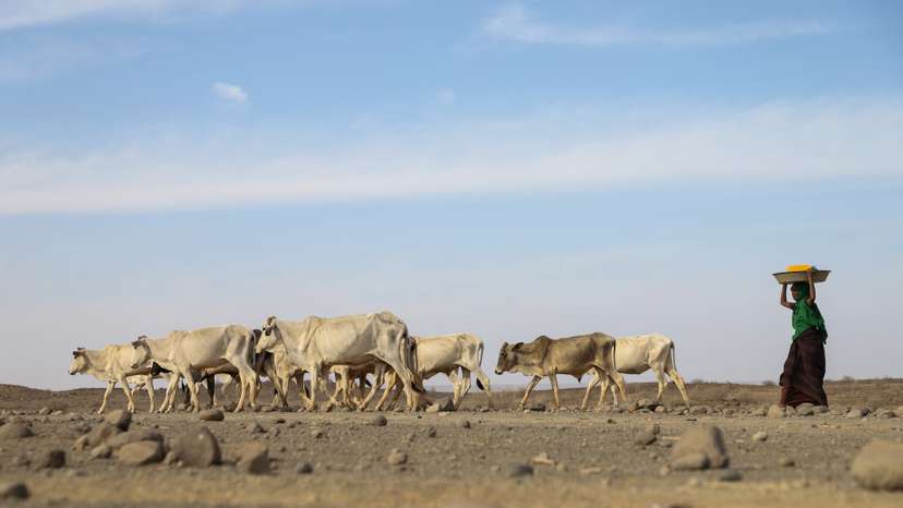 WFP warns millions facing hunger as driest weather in decades ravages Horn of Africa
