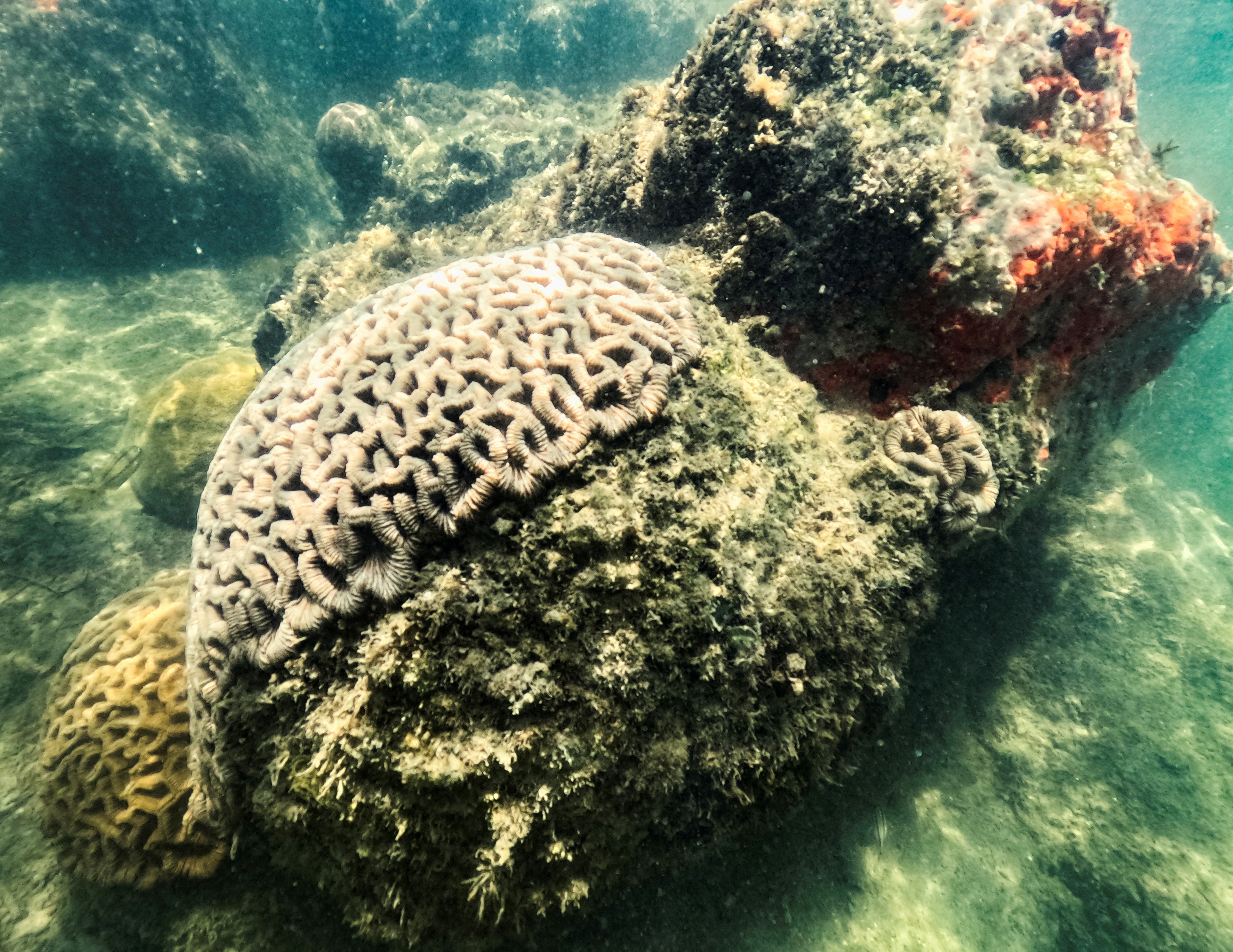 FILE PHOTO: High temperatures threaten Florida's coral reefs
