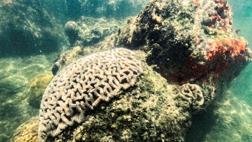 FILE PHOTO: High temperatures threaten Florida's coral reefs