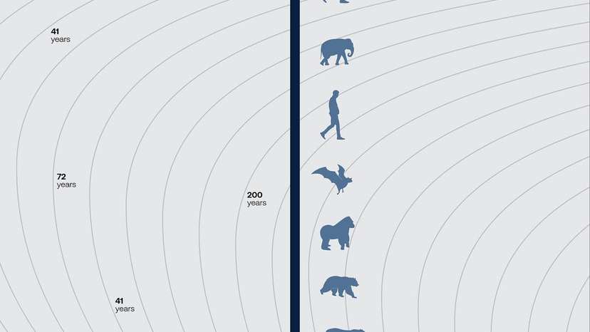 #Lifespan trends across #mammals reflect how genetics, environment, and care influence longevity. For example, hedgehogs live 3-7 years, with their lifespan shaped by diet and environment; tigers typically reach 1