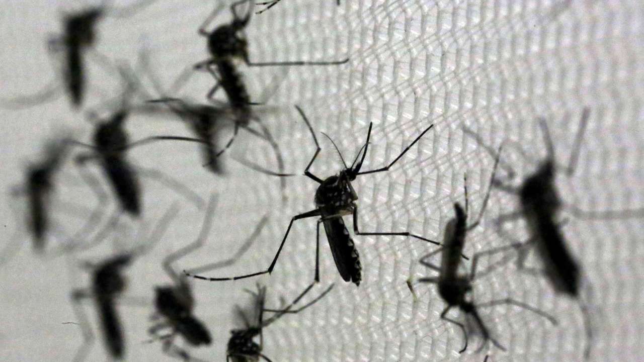 Aedes aegypti mosquitoes are seen inside Oxitec laboratory in Campinas