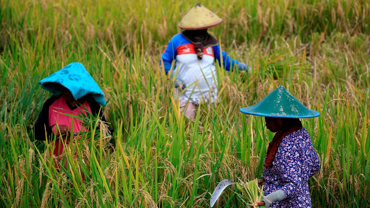FILE PHOTO: Farmers collect paddy during harvest day at a rice field in Candipuro district, Lumajang, East Java province, Indonesia, December 9, 2021. REUTERS/Willy Kurniawan/File Photo