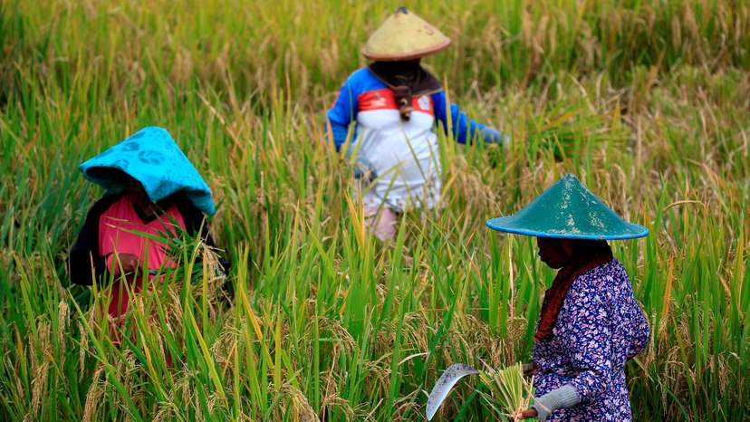FILE PHOTO: Farmers collect paddy during harvest day at a rice field in Candipuro district, Lumajang