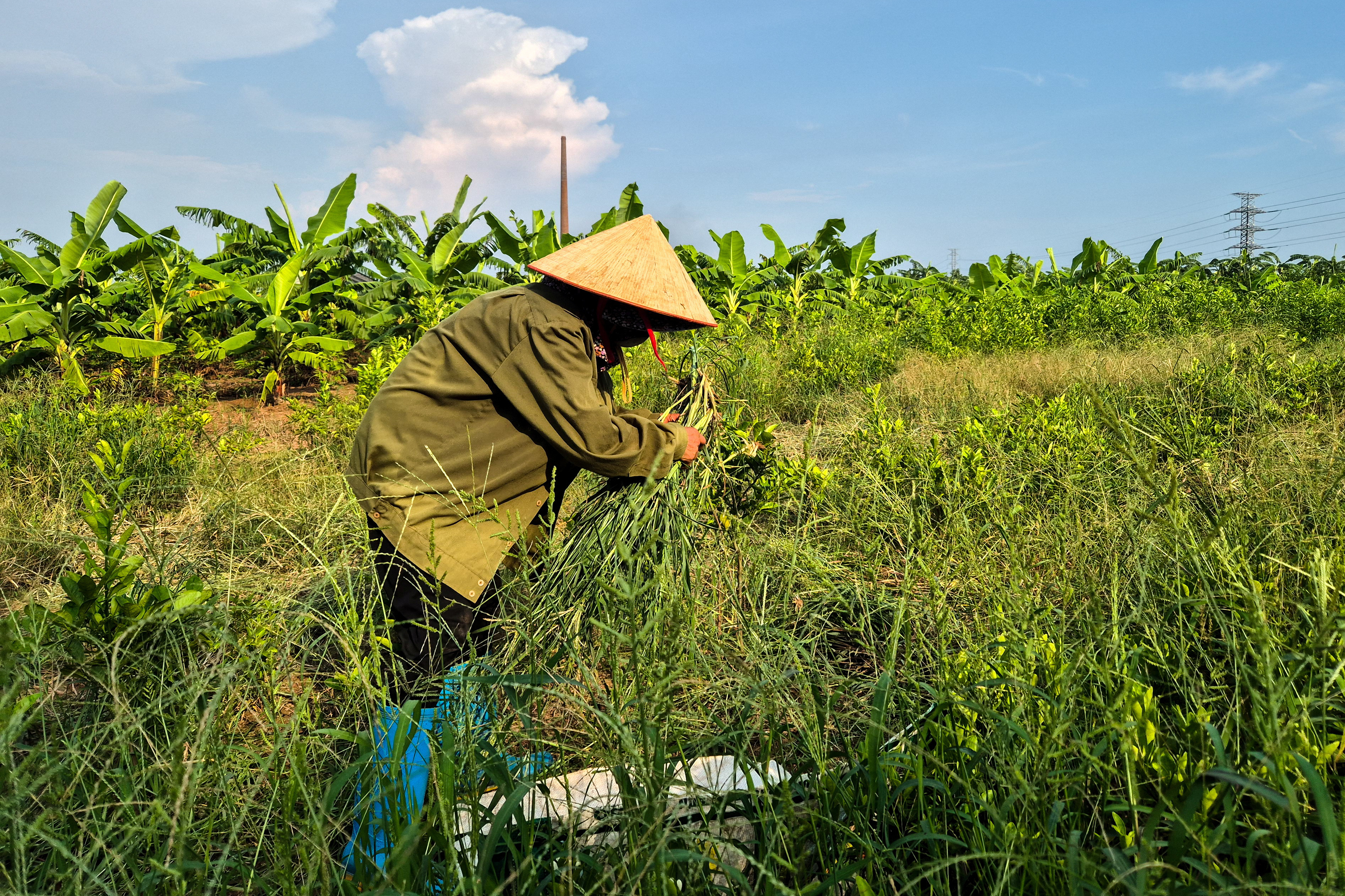 A farmer works at the site designated for a future Trump golf course in Hung Yen province