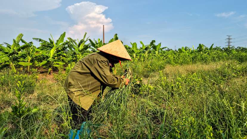 A farmer works at the site designated for a future Trump golf course in Hung Yen province
