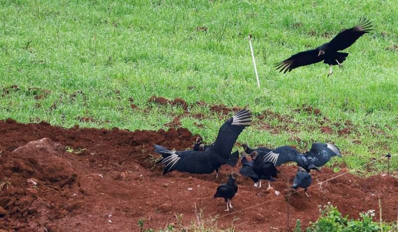 FILE PHOTO: Vultures fly near a place where birds infected with Newcastle disease were burie