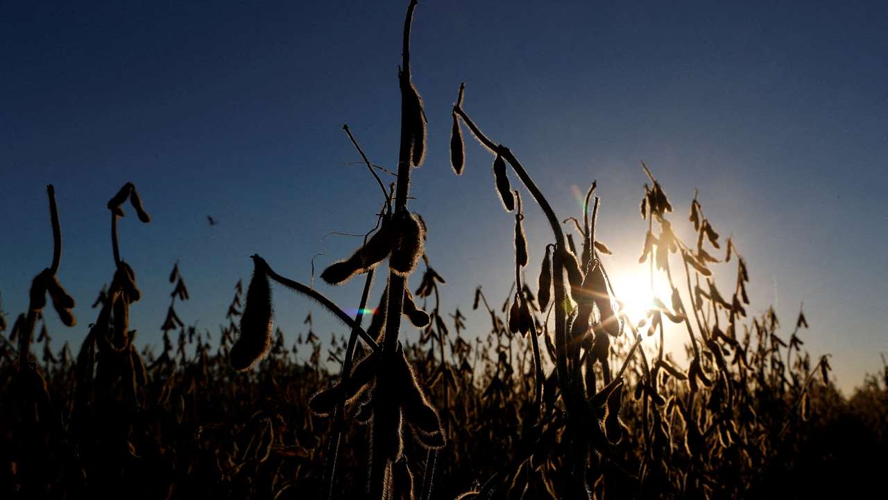 FILE PHOTO: Soy plants are seen in a farm near Pergamino, on the outskirts of Buenos Aires in Argentina