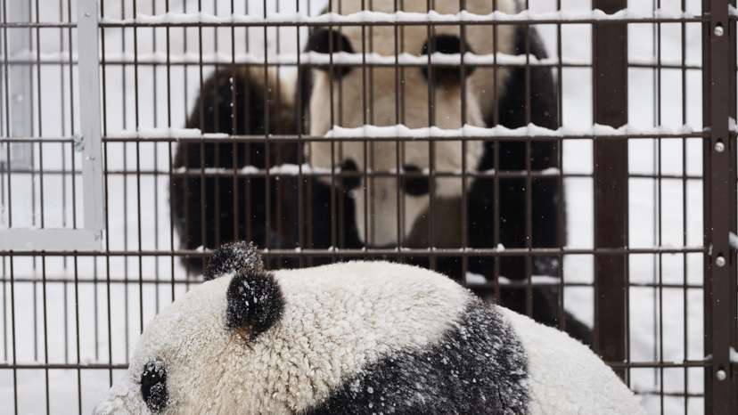 Giant pandas play during the opening day of Ahtari Zoo Snowpanda Resort
