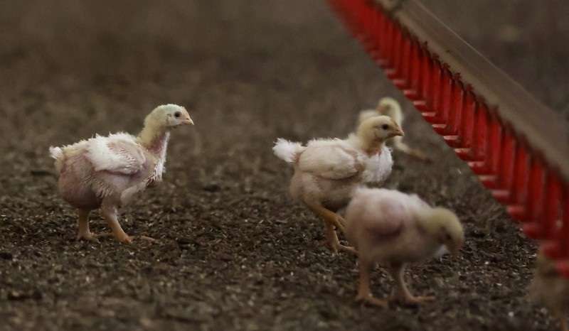 Broiler chickens at Gruisfontein farm in Lichtenburg