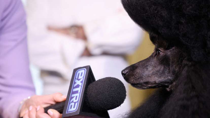 Westminster Kennel Club dog show's Best in Show winner Sage, a miniature poodle, and chef Daniel Boulud in New York City