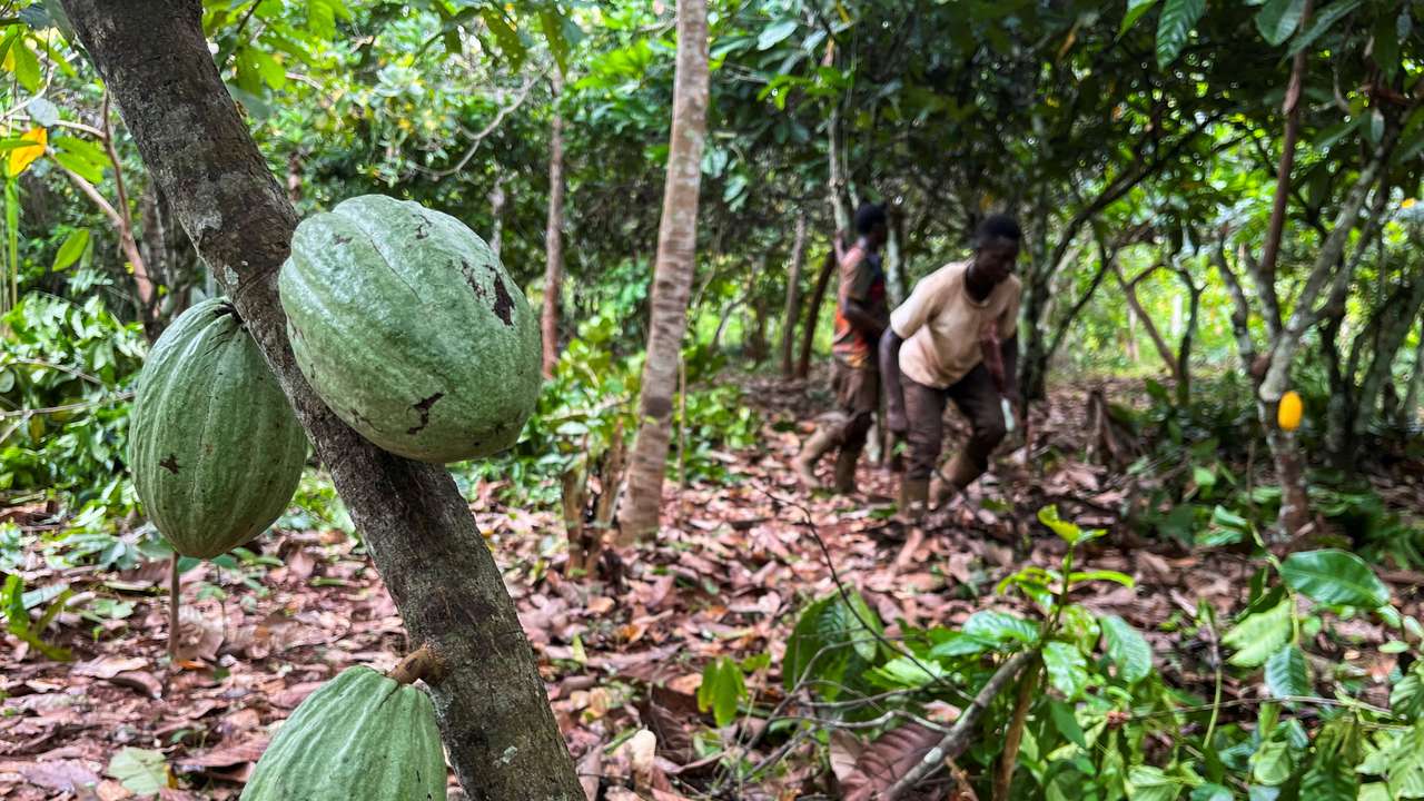 FILE PHOTO: Farmers work at a cocoa farm in Daloa