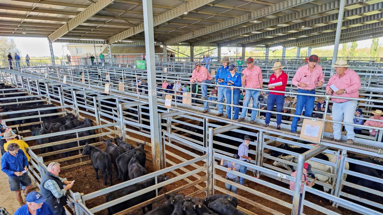 Auctioneers and prospective buyers attend a cattle auction in Moss Vale