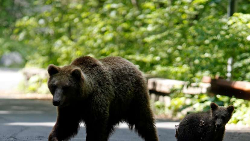 A brown bear and her cub play on the road in the outskirts of Sinaia