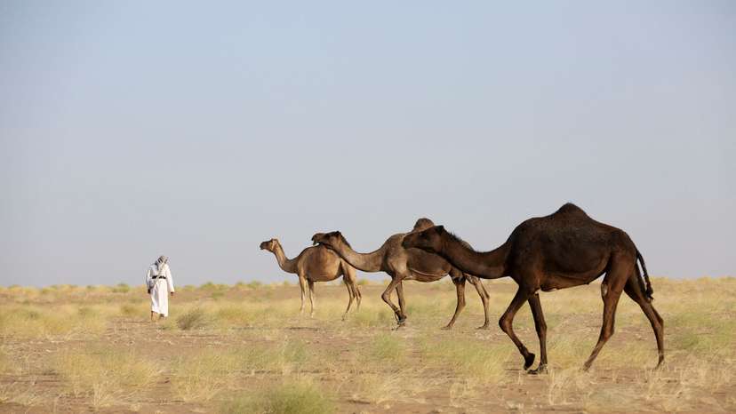 Resilient bedouins reclaim ancestral grazing grounds as Marib desert blooms anew