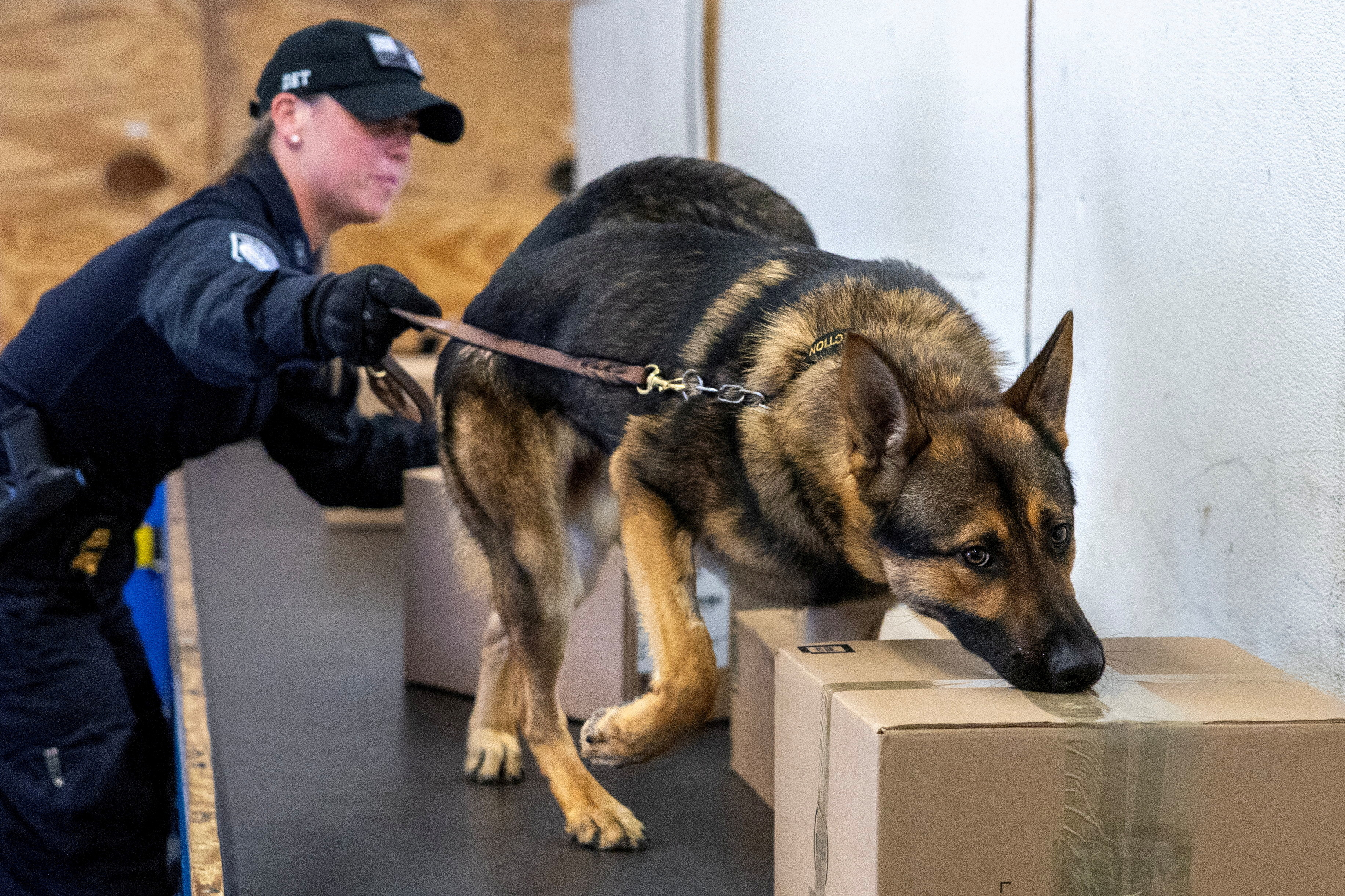 FILE PHOTO: U.S. Customs and Border Protection train drug-sniffing dogs at a government canine training center in rural Virginia