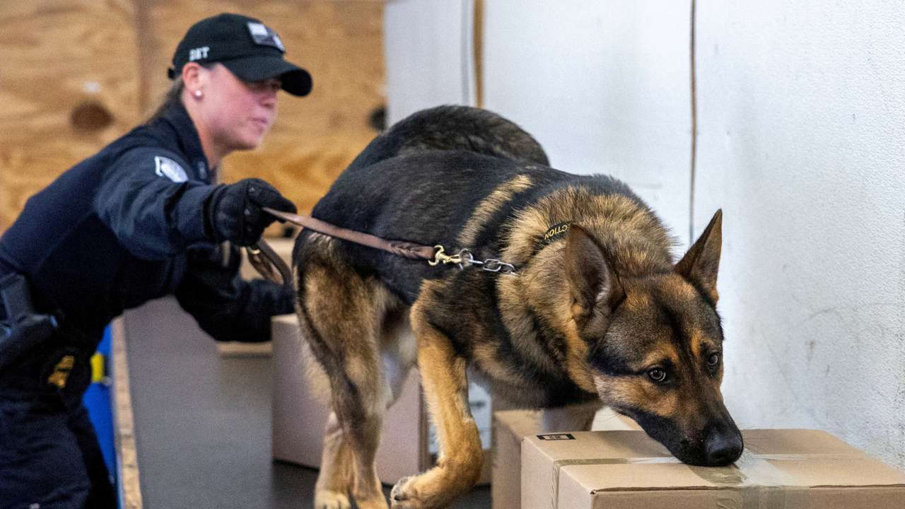 FILE PHOTO: U.S. Customs and Border Protection train drug-sniffing dogs at a government canine training center in rural Virginia