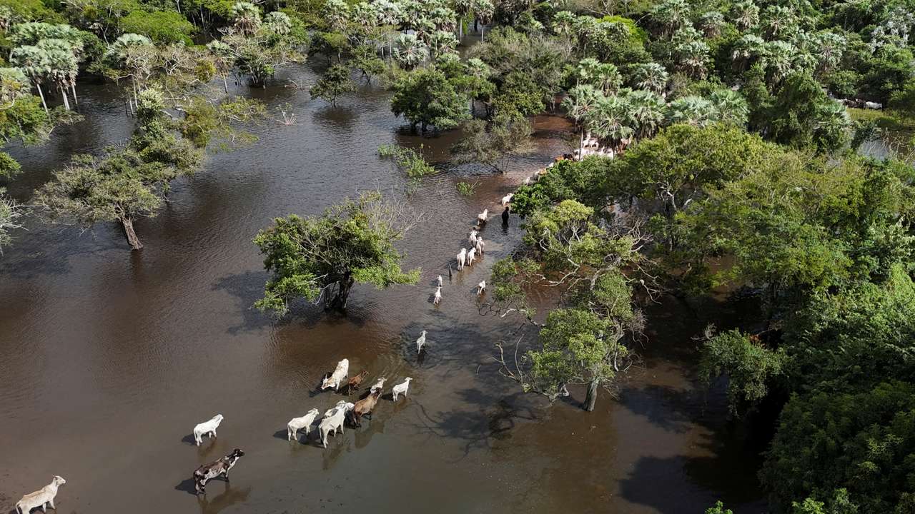 In Bolivia floods, cows swim where they once grazed