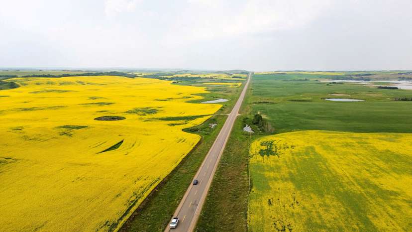 FILE PHOTO: Drone view shows canola fields flowering near Blaine Lake