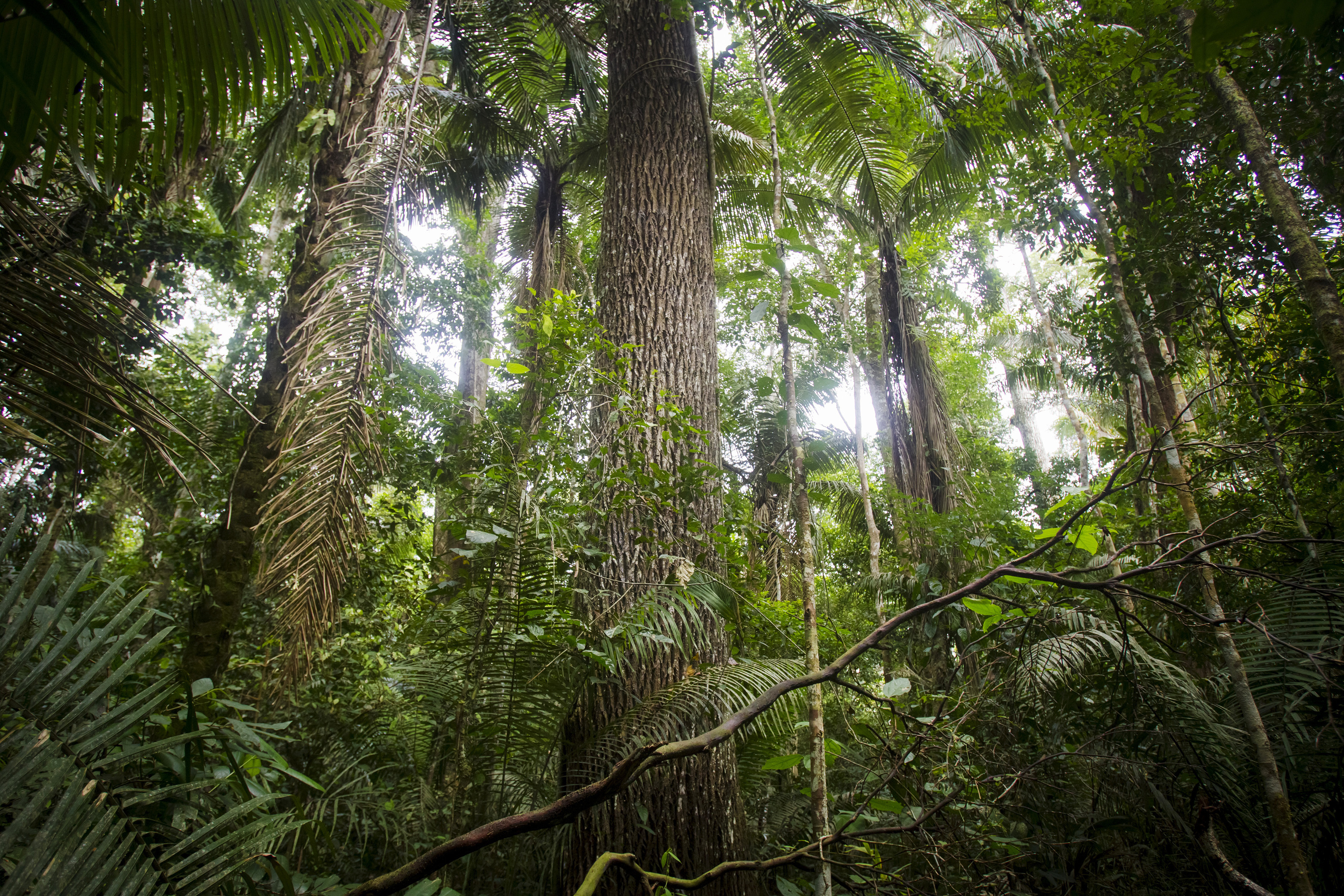 A rubber tree is seen at the Manu National Park in Peru's southern Amazon region of Madre de Dios