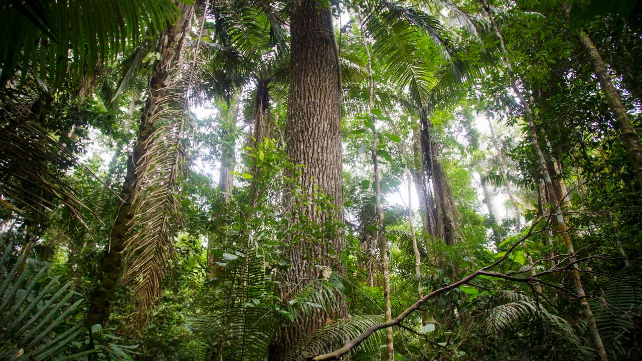 A rubber tree is seen at the Manu National Park in Peru's southern Amazon region of Madre de Dios